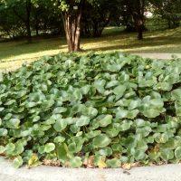 Le nénuphar et le crapaud