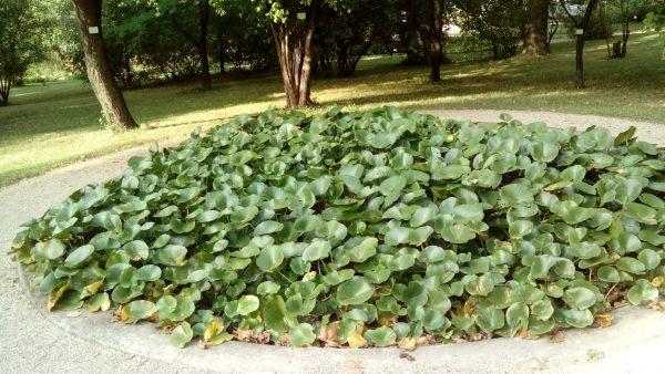 Le nénuphar et le crapaud