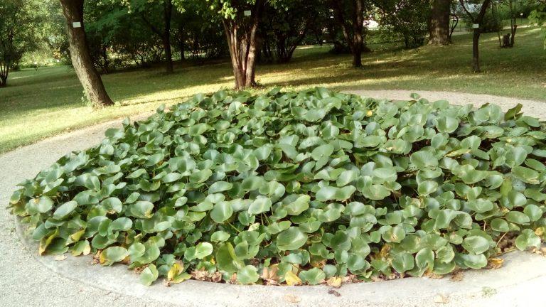 Le nénuphar et le crapaud