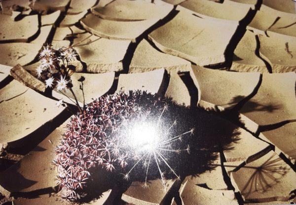 Étoiles végétales