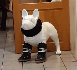 hypocondriaque canin